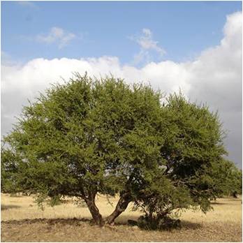 argan-tree-1.jpg